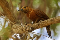 Datel rezavy - Micropternus Celeus Picus brachyurus - Rufous Woodpecker 7161